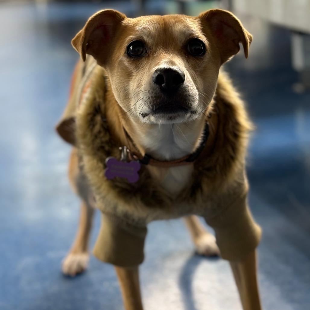 Enlarge Zola, a Adoptable mixed breed in Nashville, TN image 6/6