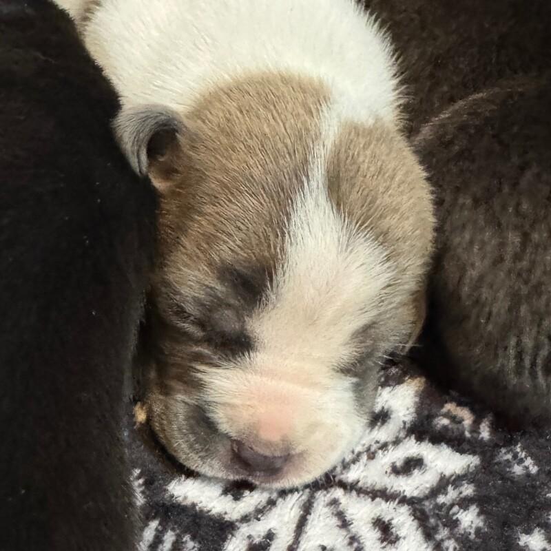 ALFRED BRIDGERTON, Adoptable, Adult Male American Staffordshire Terrier & Mixed Breed.