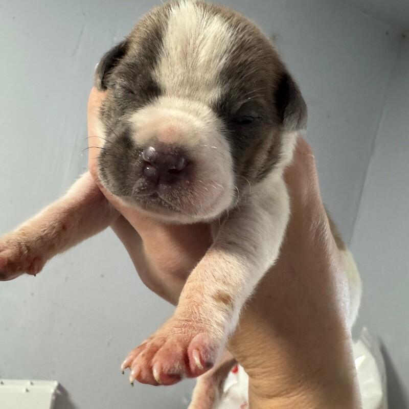 Enlarge ALFRED BRIDGERTON, a Adoptable mixed breed in lawton, OK image 2/5