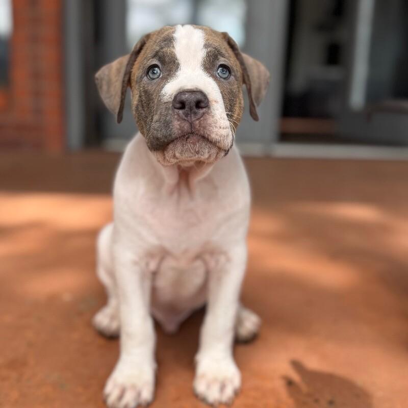 ALFRED BRIDGERTON, a Adoptable mixed breed in lawton, OK image 3/6