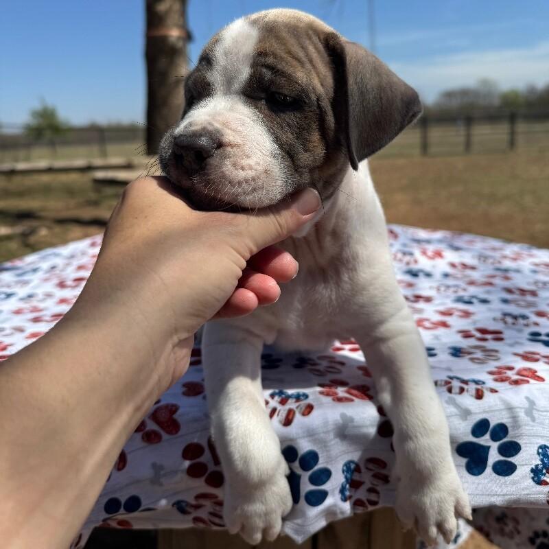 Enlarge ALFRED BRIDGERTON, a Adoptable mixed breed in lawton, OK image 3/5