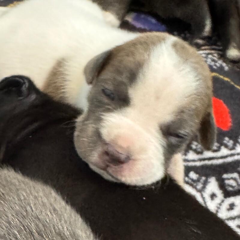 Enlarge ALFRED BRIDGERTON, a Adoptable mixed breed in lawton, OK image 4/5