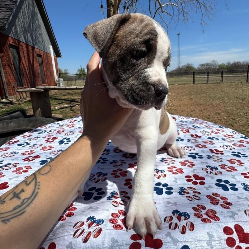 Enlarge ALFRED BRIDGERTON, a Adoptable mixed breed in lawton, OK image 5/5