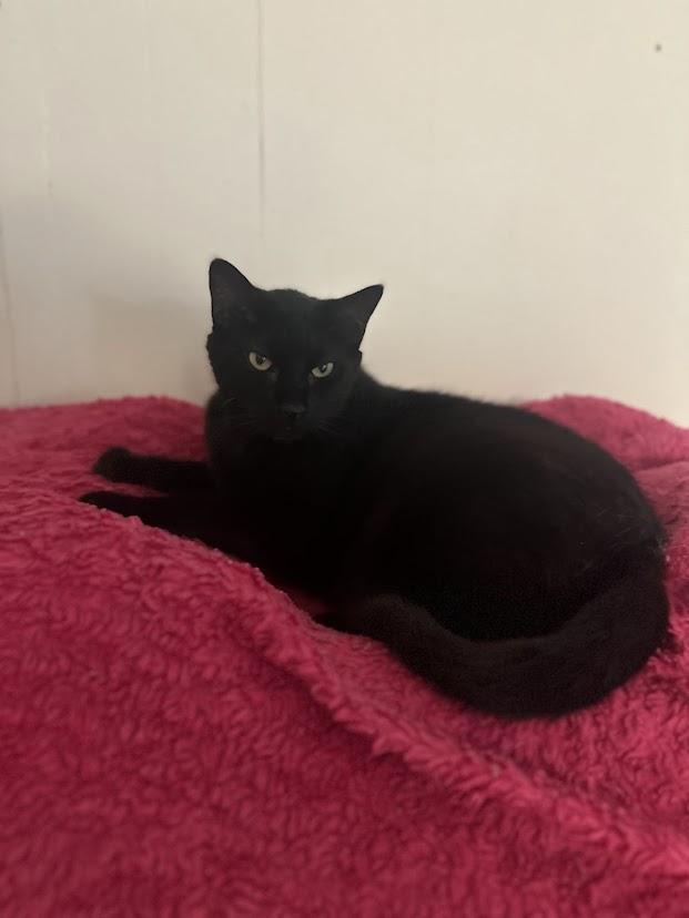 Axel, ADOPTABLE, Adult Male Domestic Short Hair.