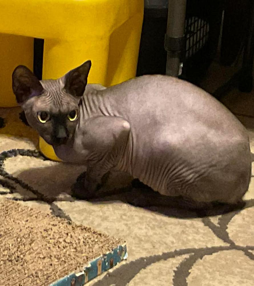Anubis, Adoptable, Young Male Sphynx / Hairless Cat.