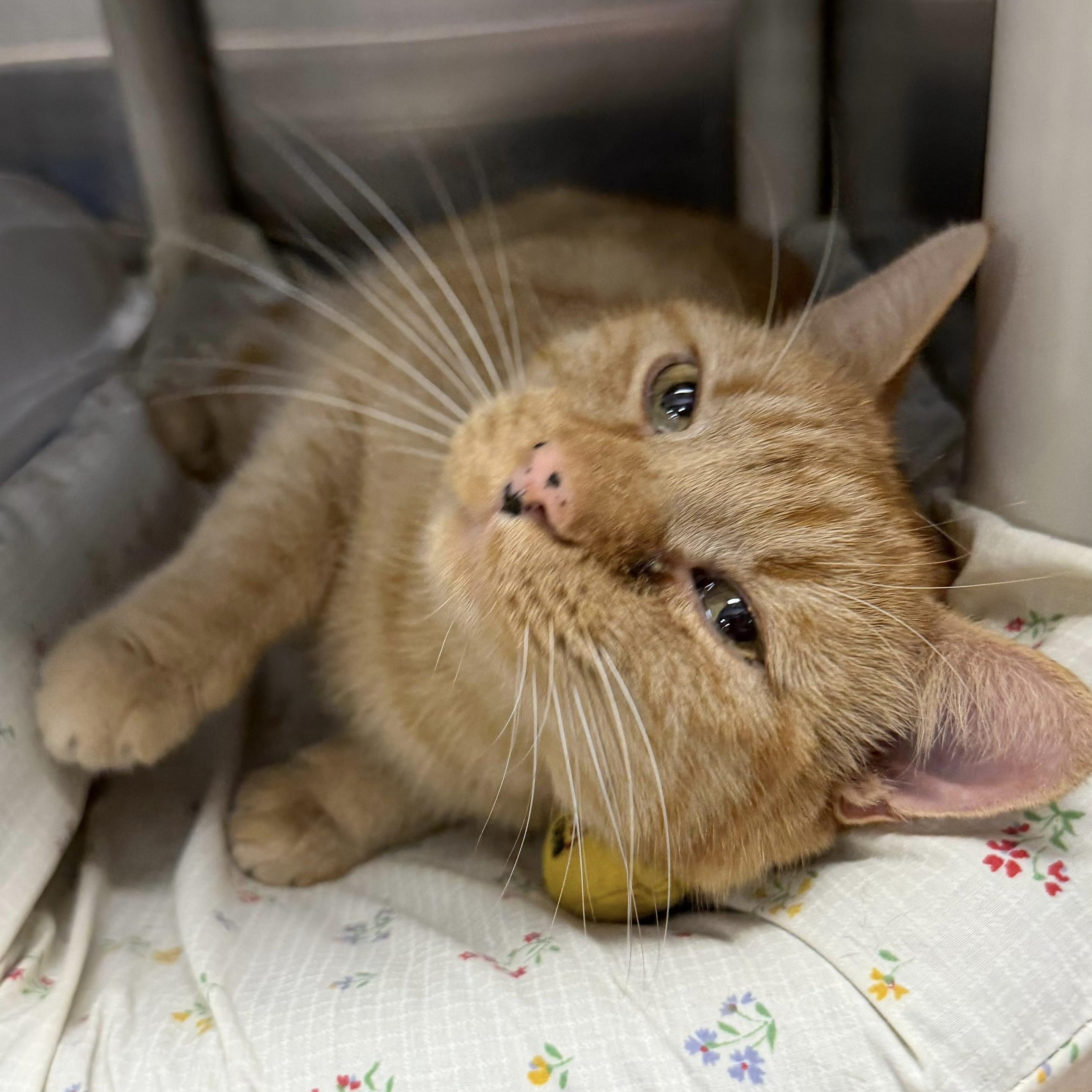 Murphy, a ADOPTABLE Domestic Short Hair in Maple Shade, NJ image 3/3