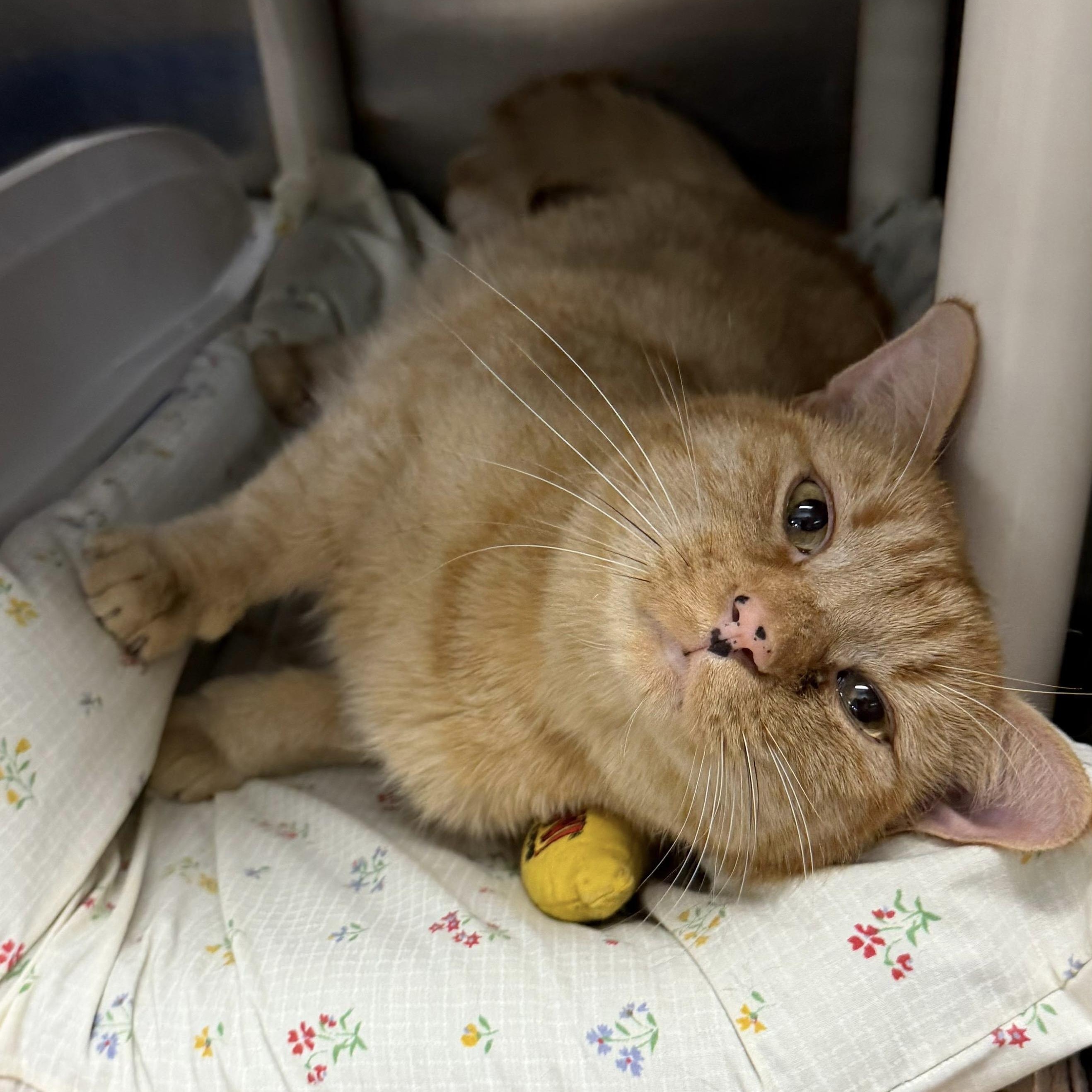 Murphy, a ADOPTABLE Domestic Short Hair in Maple Shade, NJ image 2/3