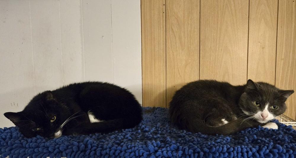 Enlarge Eduardo, a Adoptable Domestic Short Hair in Patchogue, NY image 1/6