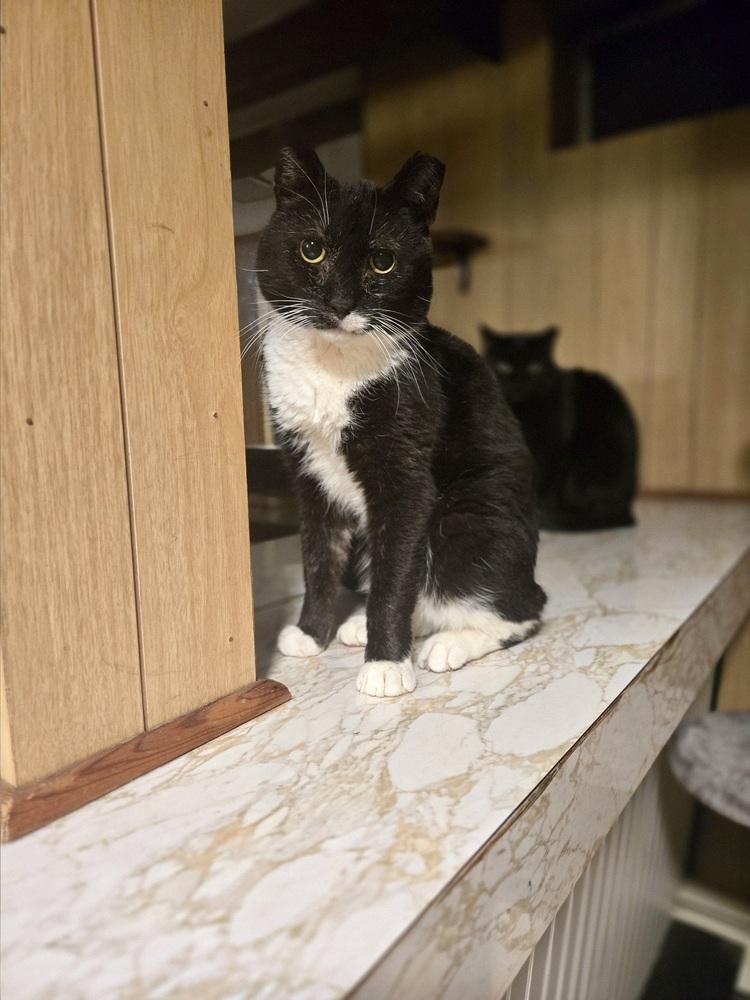 Enlarge Eduardo, a Adoptable Domestic Short Hair in Patchogue, NY image 3/6