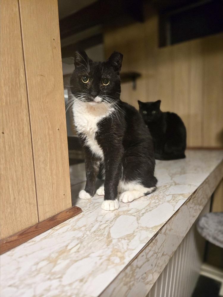 Enlarge Eduardo, a Adoptable Domestic Short Hair in Patchogue, NY image 4/6