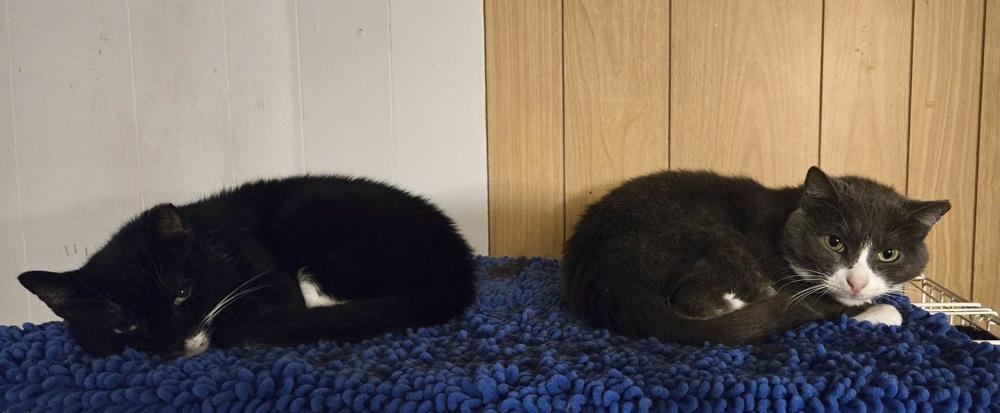 Enlarge Eduardo, a Adoptable Domestic Short Hair in Patchogue, NY image 5/6