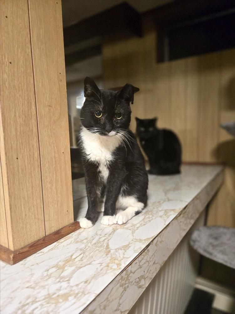 Enlarge Eduardo, a Adoptable Domestic Short Hair in Patchogue, NY image 6/6