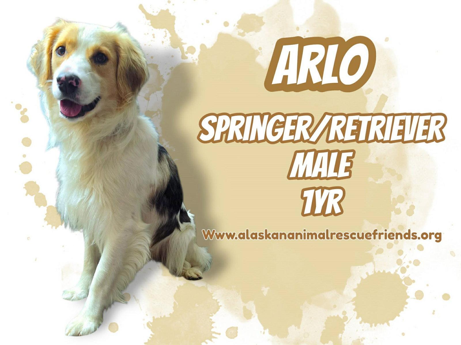 Arlo, Adoptable, Adult Male English Springer Spaniel & Golden Retriever.