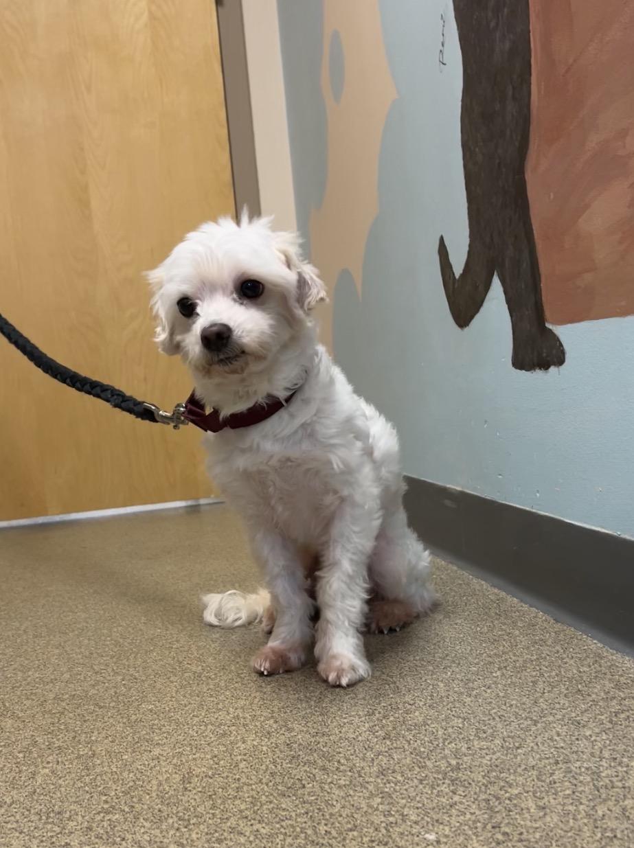 Enlarge Shaggy, a Adoptable mixed breed in Montville, NJ image 4/5