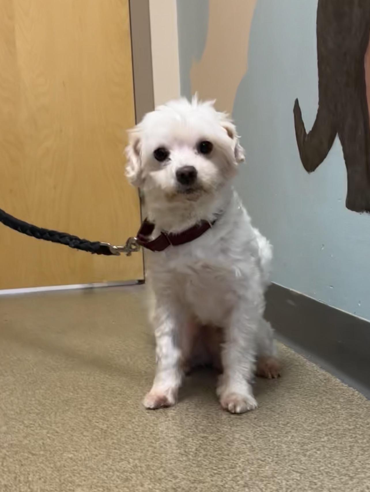 Shaggy, Adoptable, Adult Male Maltese & Poodle.