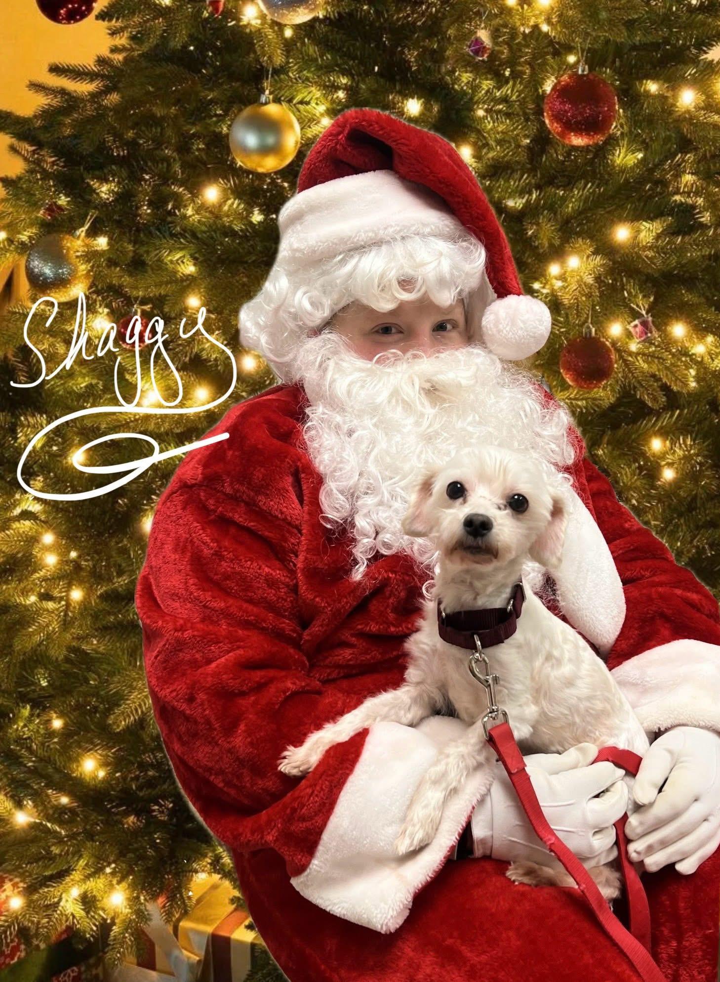 Shaggy, Adoptable, Adult Male Maltipoo & Poodle.