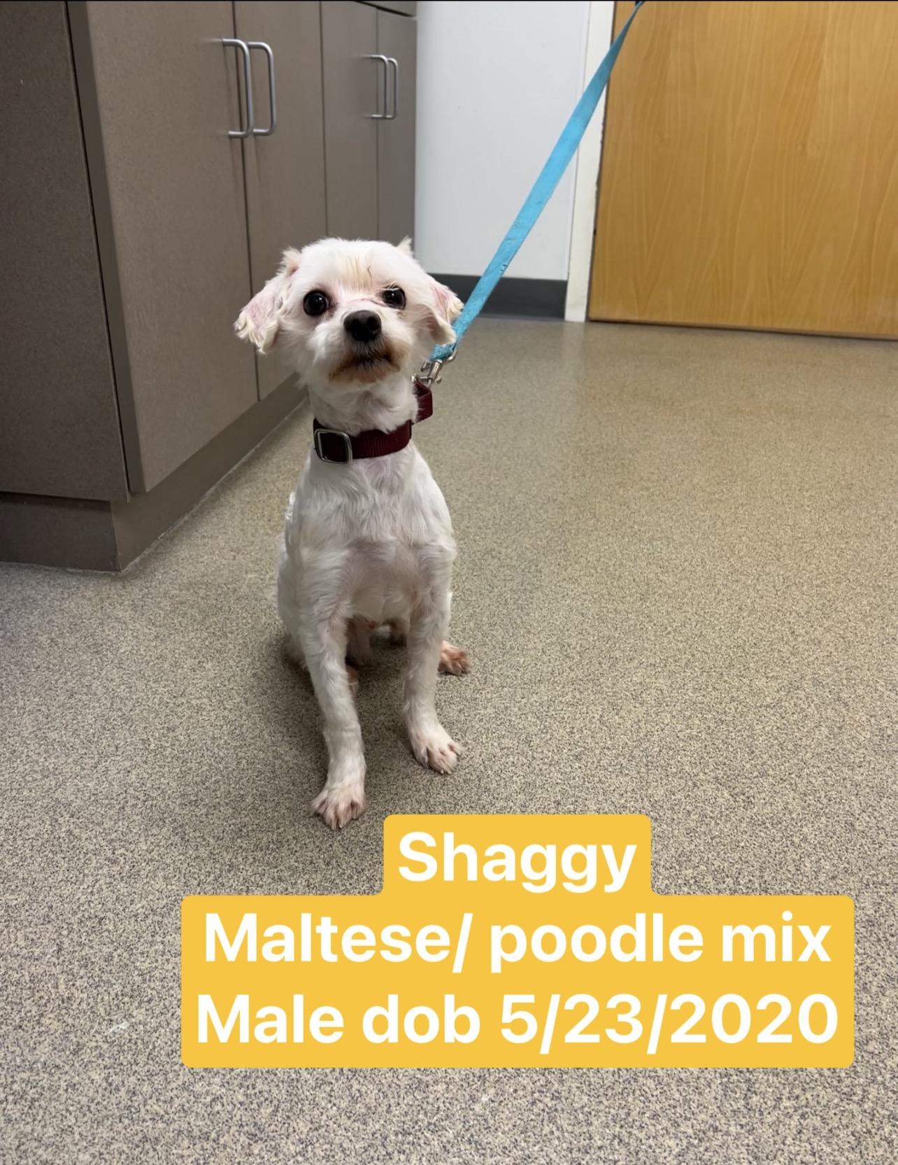 Shaggy, Adoptable, Adult Male Maltipoo & Poodle.