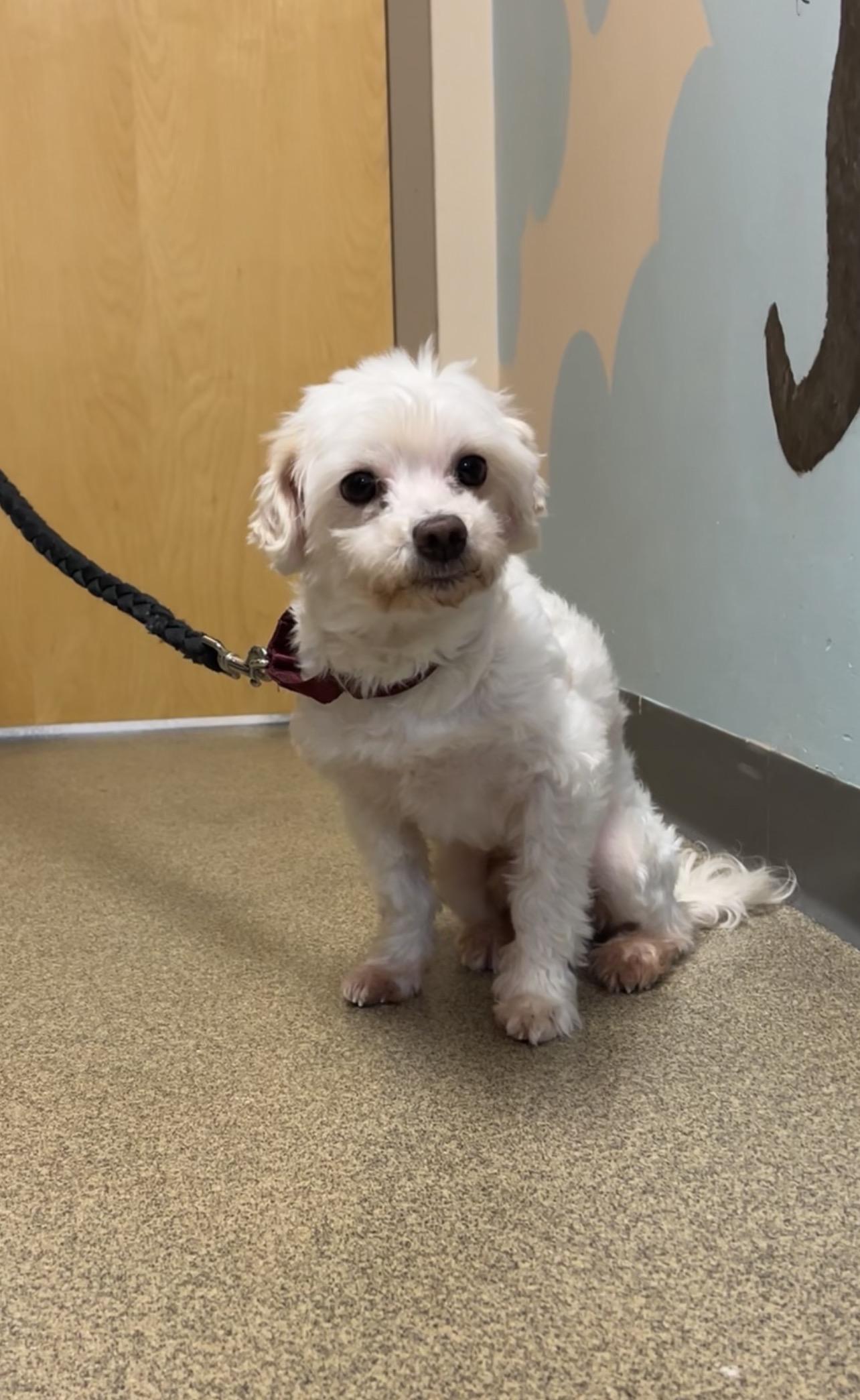 Enlarge Shaggy, a Adoptable mixed breed in Montville, NJ image 2/5