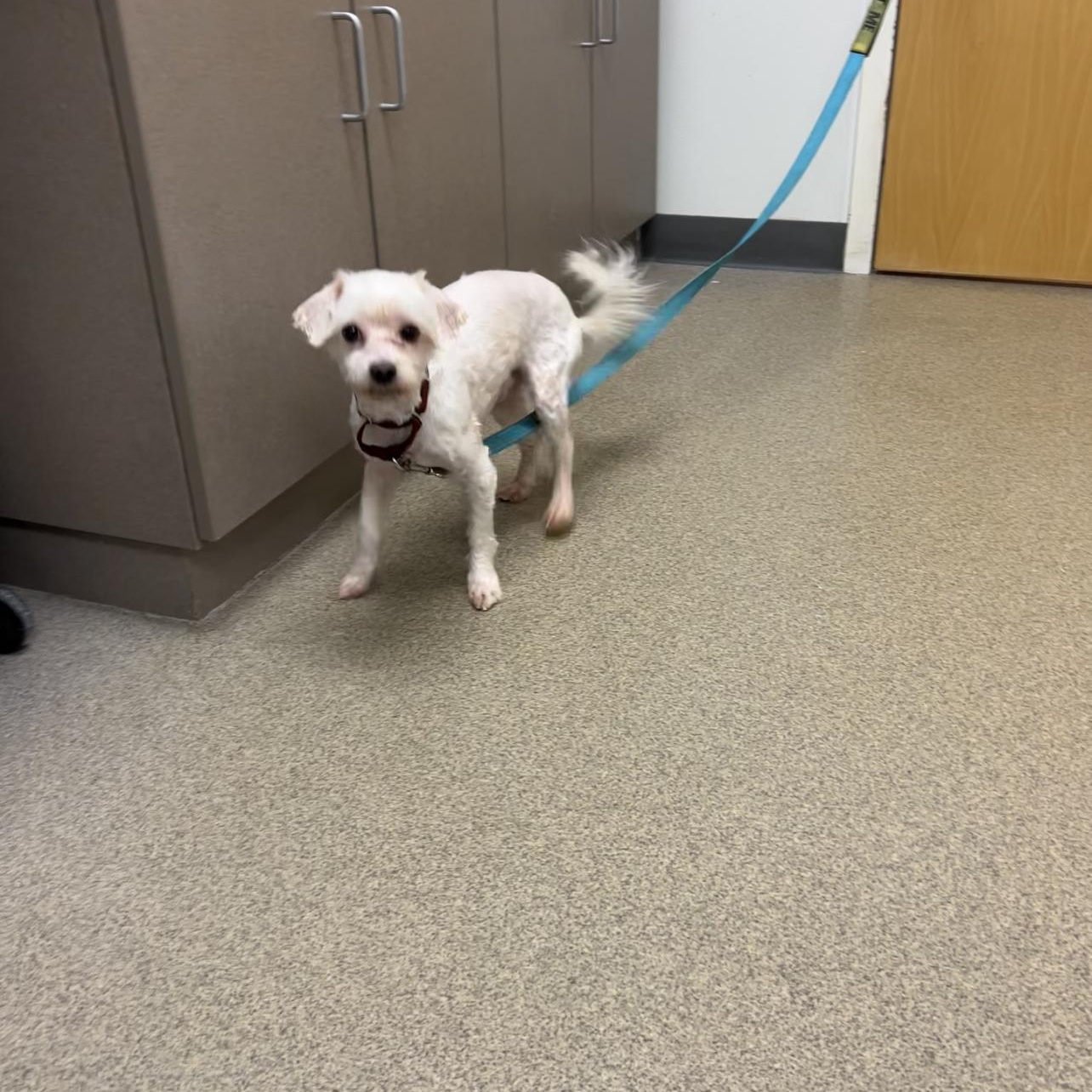 Enlarge Shaggy, a Adoptable mixed breed in Montville, NJ image 2/3