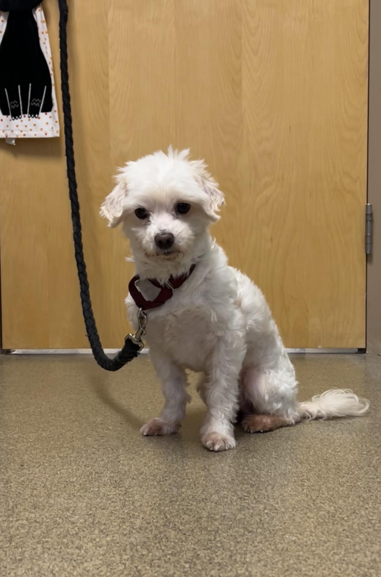 Enlarge Shaggy, a Adoptable mixed breed in Montville, NJ image 3/5