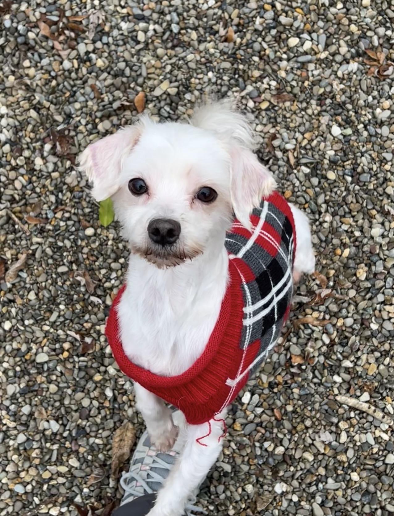 Enlarge Shaggy, a Adoptable mixed breed in Montville, NJ image 3/3