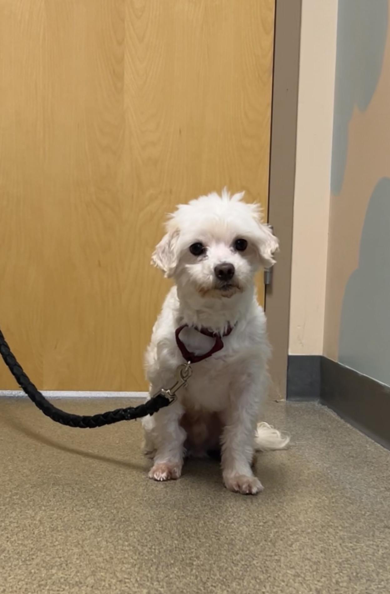 Enlarge Shaggy, a Adoptable mixed breed in Montville, NJ image 5/5
