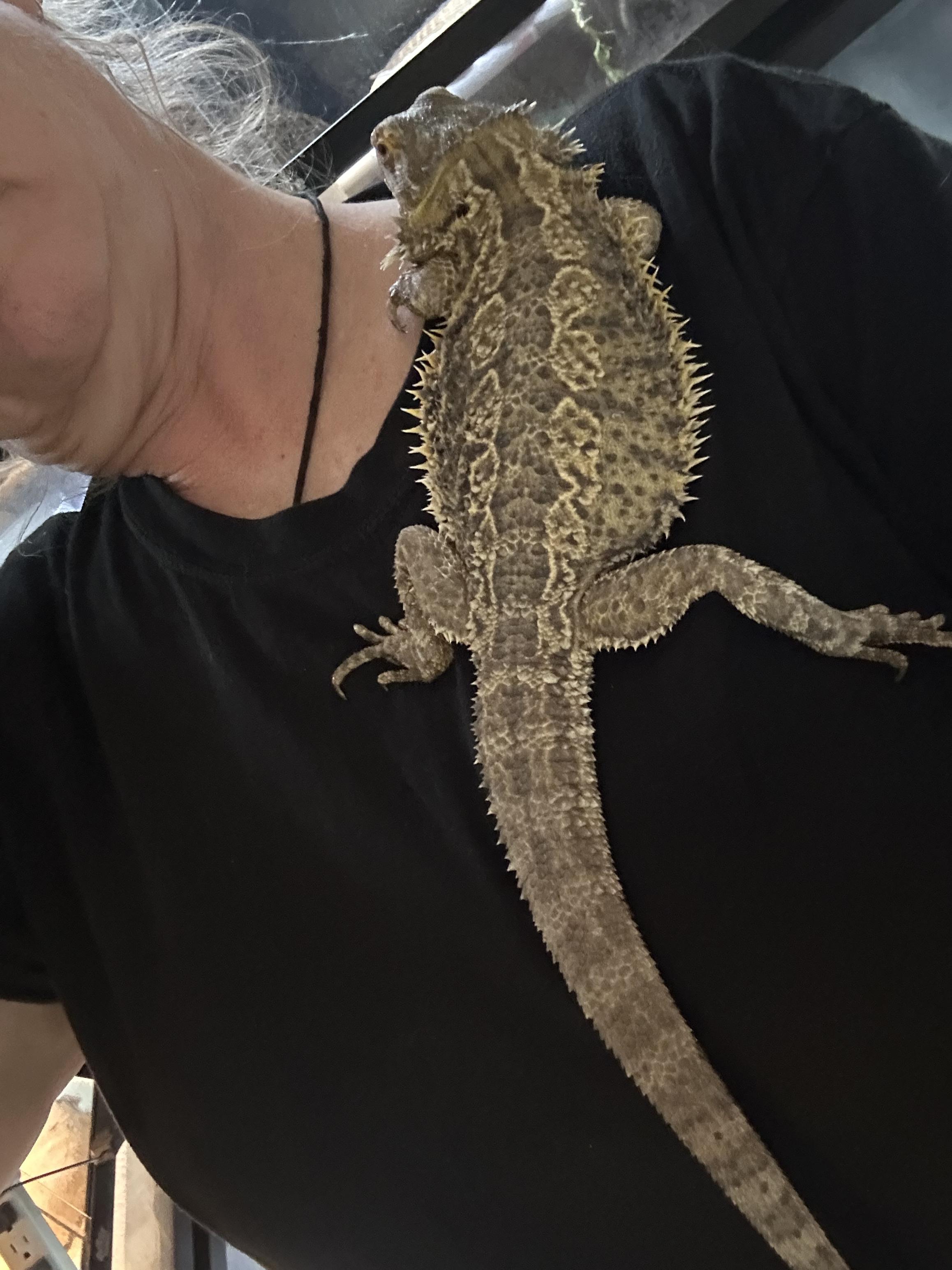 Enlarge Astrid Bearded Dragon, a Adopted Bearded Dragon in Concord, CA image 1/2