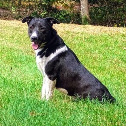 Enlarge Sophie, a Adoptable mixed breed in Flintstone, MD image 1/6