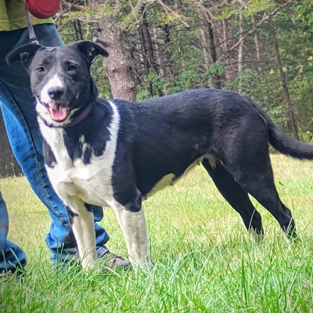 Enlarge Sophie, a Adoptable mixed breed in Flintstone, MD image 2/6