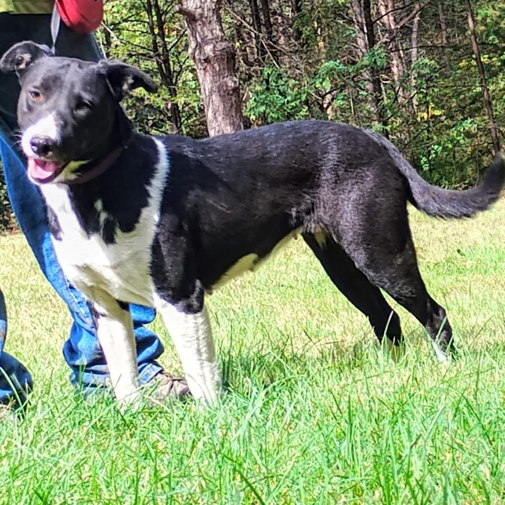 Enlarge Sophie, a Adoptable mixed breed in Flintstone, MD image 3/6
