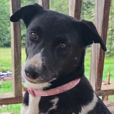 Enlarge Sophie, a Adoptable mixed breed in Flintstone, MD image 4/6