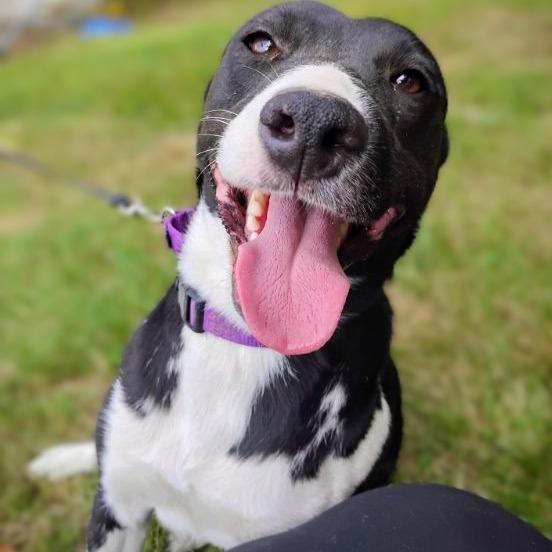 Enlarge Sophie, a Adoptable mixed breed in Flintstone, MD image 5/6