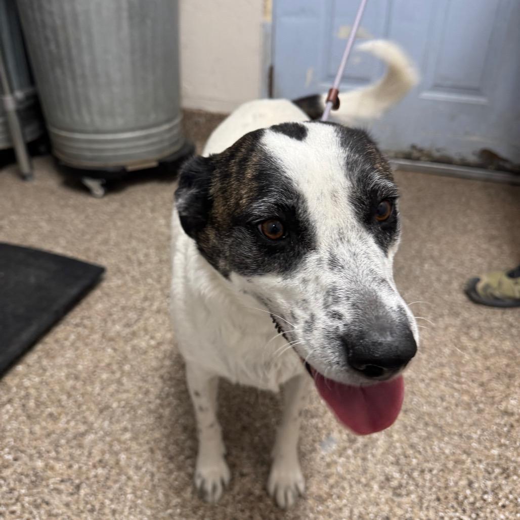Mercury Jones, a Adoptable mixed breed in Fallon, NV image 2/5
