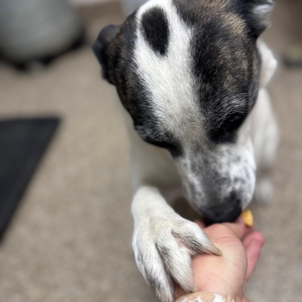 Mercury Jones, a Adoptable mixed breed in Fallon, NV image 3/5