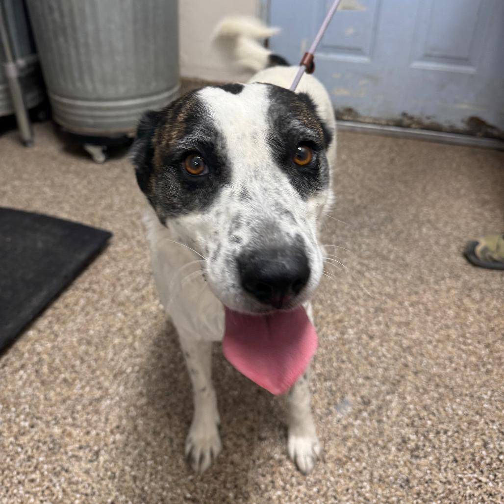 Mercury Jones, a Adoptable mixed breed in Fallon, NV image 4/5