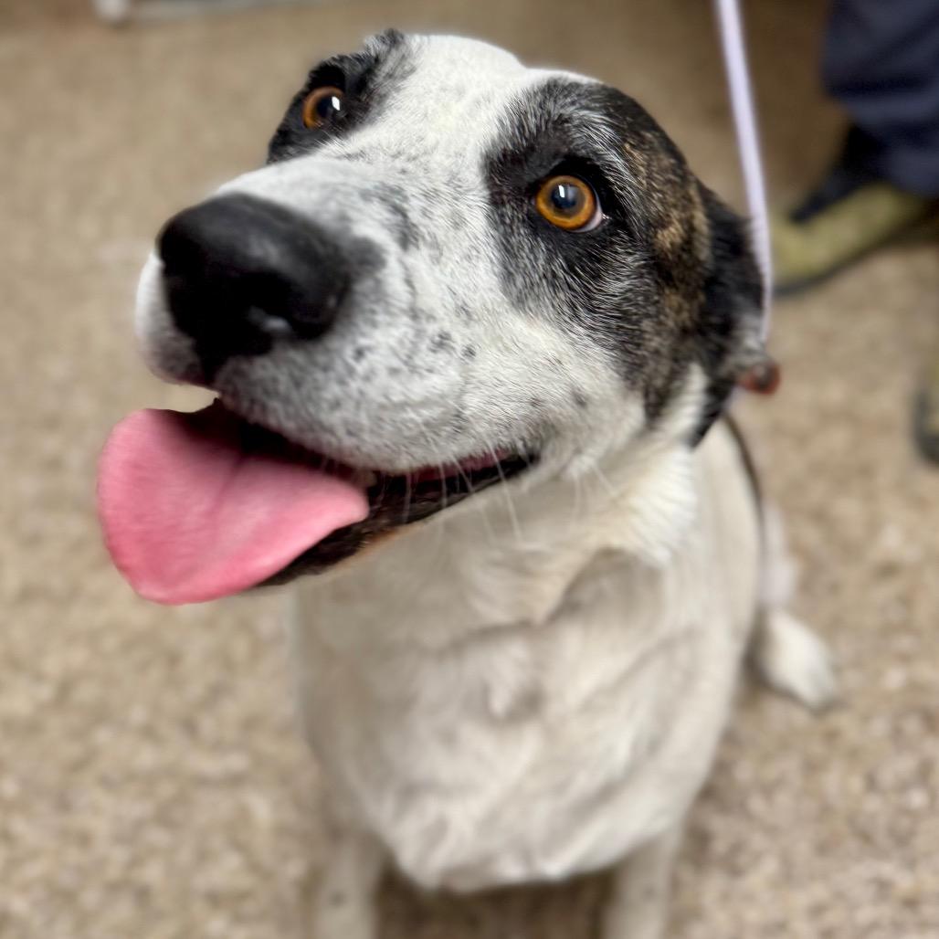 Mercury Jones, a Adoptable mixed breed in Fallon, NV image 5/5