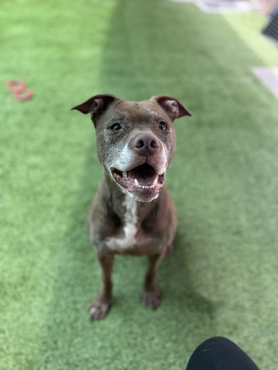 Zoe, Adoptable, Senior Female Mixed Breed.