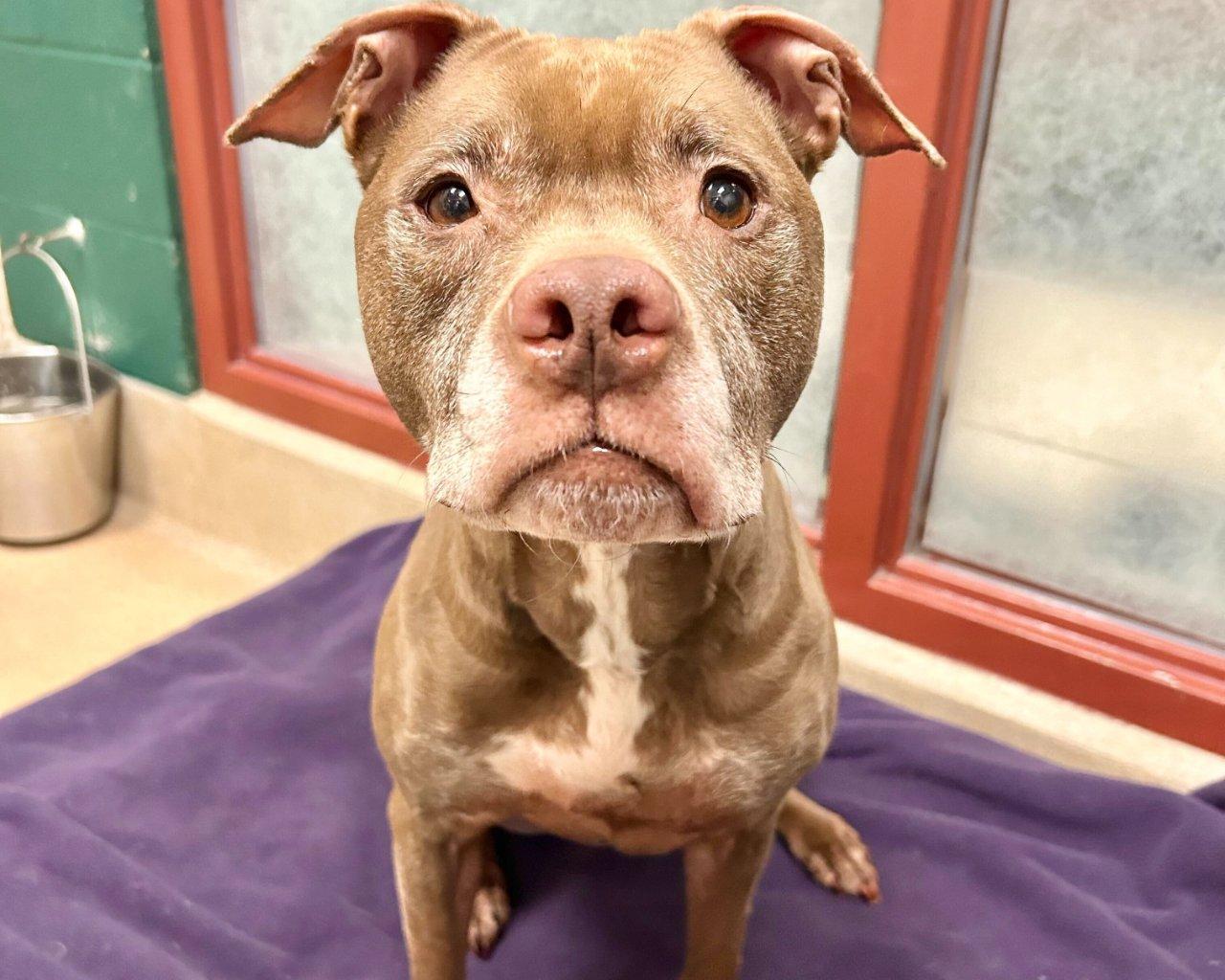 Enlarge Zoe, a Adoptable Mixed Breed in Raleigh, NC image 2/4