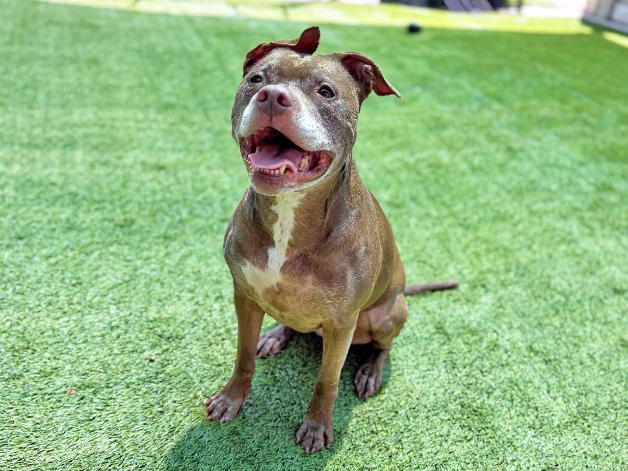 Enlarge Zoe, a Adoptable Mixed Breed in Raleigh, NC image 3/4