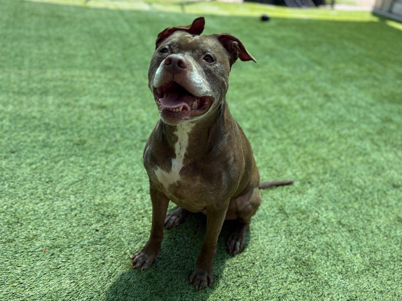 Enlarge Zoe, a Adoptable Mixed Breed in Raleigh, NC image 3/4