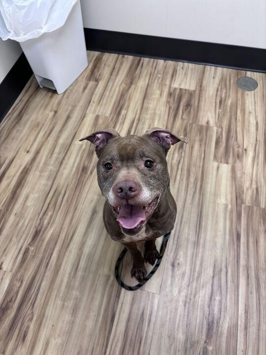 Enlarge Zoe, a Adoptable Mixed Breed in Raleigh, NC image 4/4
