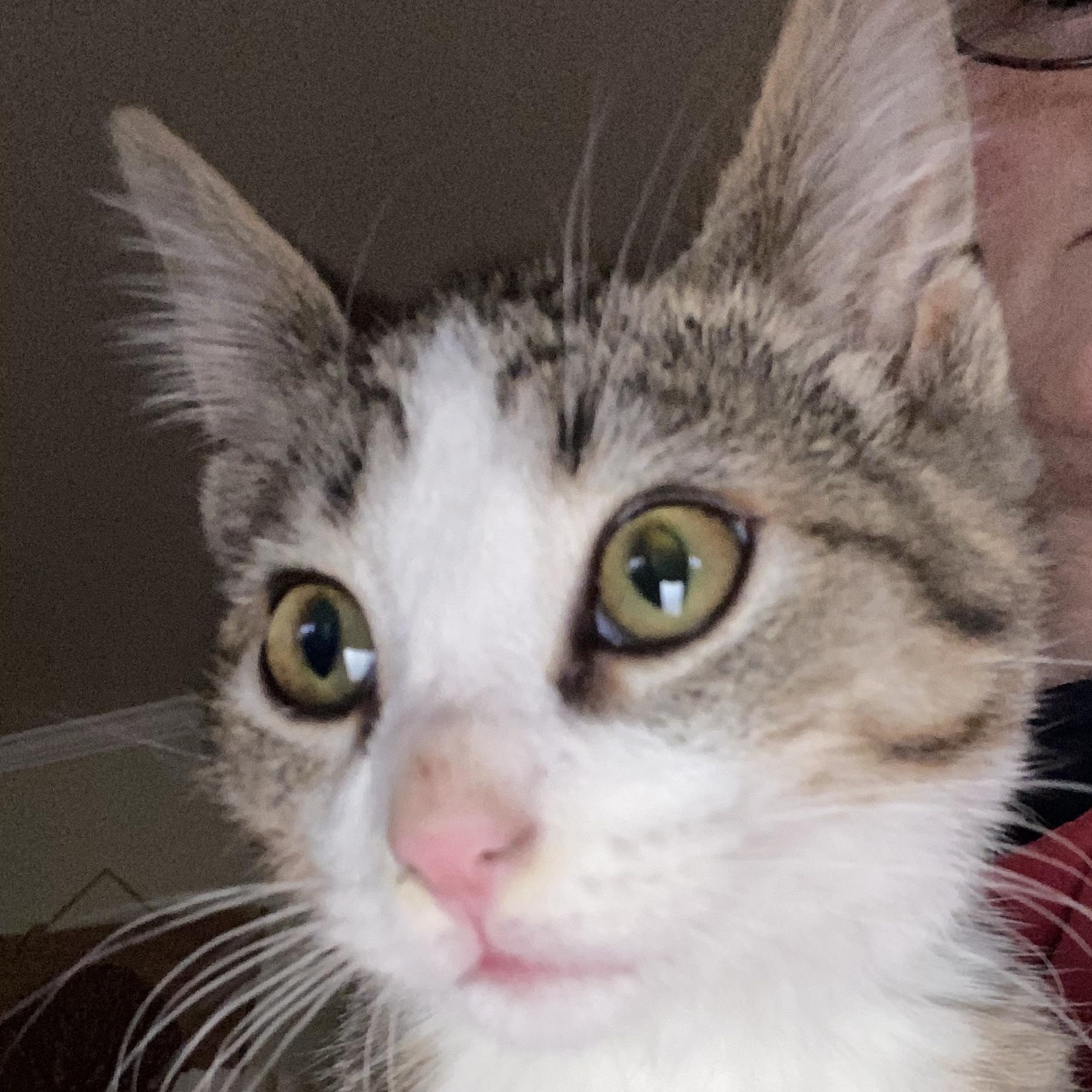 Rhett, an adopted Domestic Short Hair in Greenwood, IN image 3/3