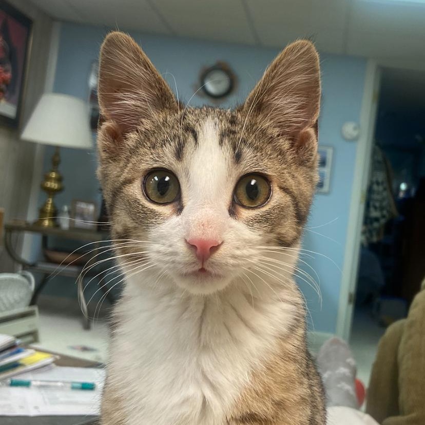 Rhett, adopted, Kitten Male Domestic Short Hair.