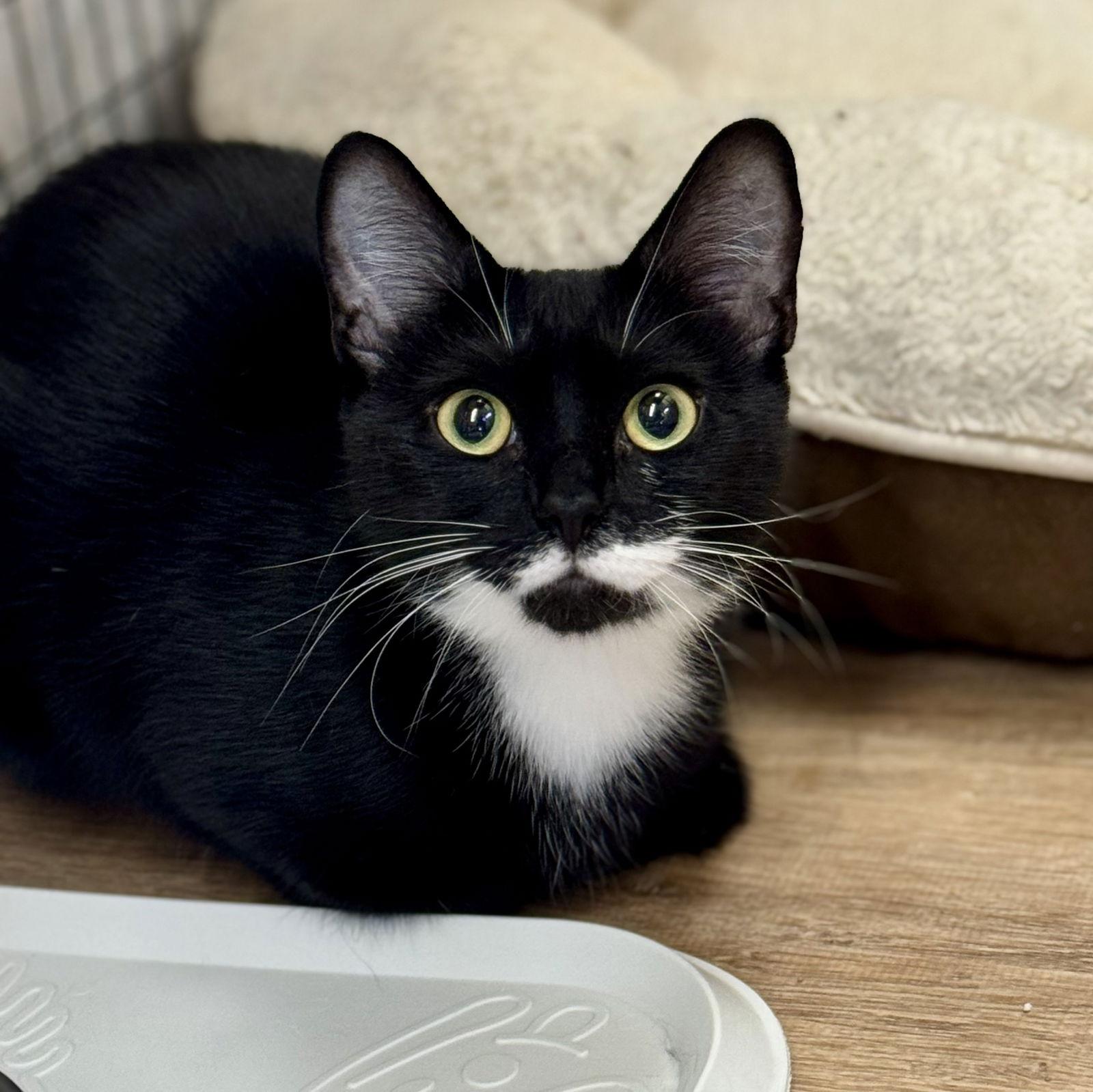 Bella, Adopted, Adult Female Domestic Short Hair & Tuxedo.