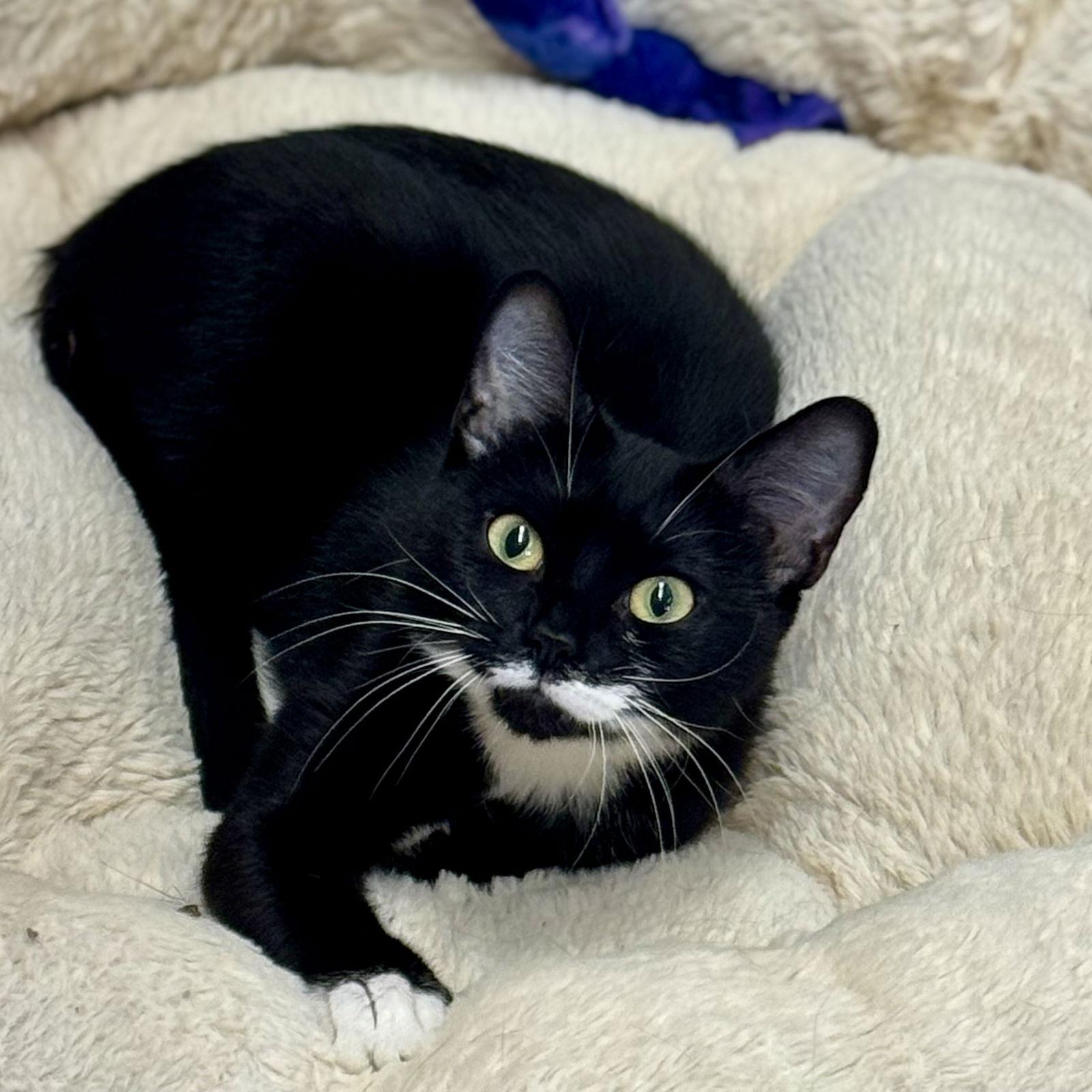 Bella, a Adopted mixed breed in Winchendon, MA image 2/2