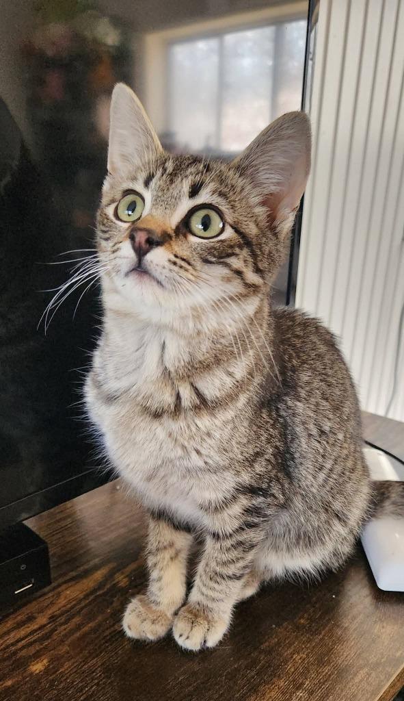 Desmond, Adoptable, Kitten Male Domestic Short Hair.