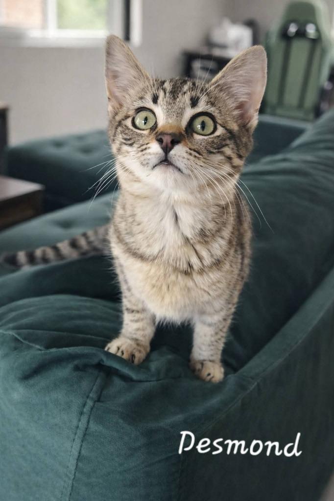 Enlarge Desmond, a Adoptable mixed breed in Miami, OK image 2/2