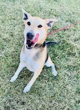 Mary Kate, ADOPTABLE, Adult Female German Shepherd Dog.