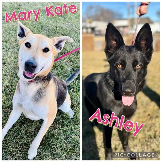 Enlarge Mary Kate, an adopted mixed breed in Abilene, KS image 2/2