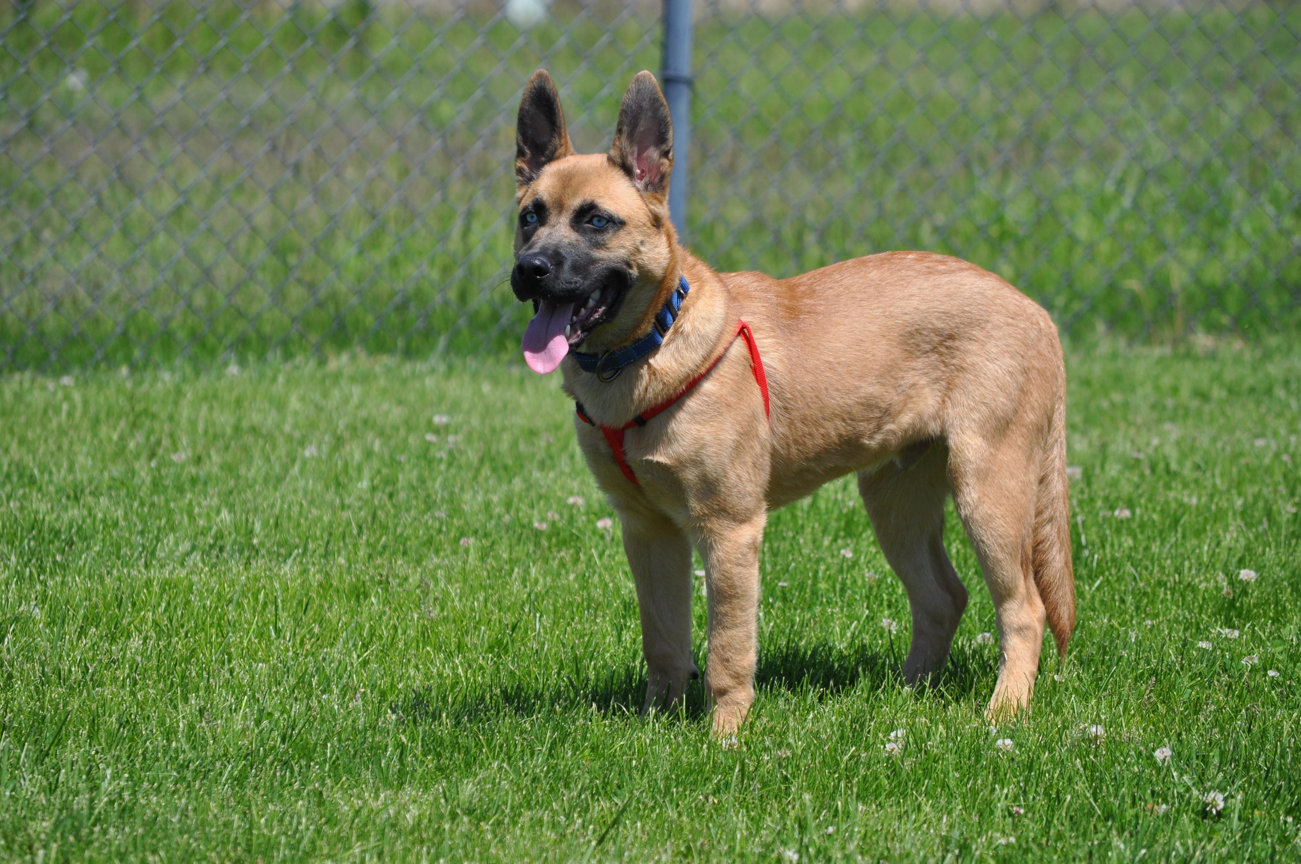 Niko, a ADOPTABLE mixed breed in Union Gap, WA image 2/6